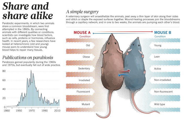 rat to human age conversion chart  Pet rats, Baby rats, Aging in humans