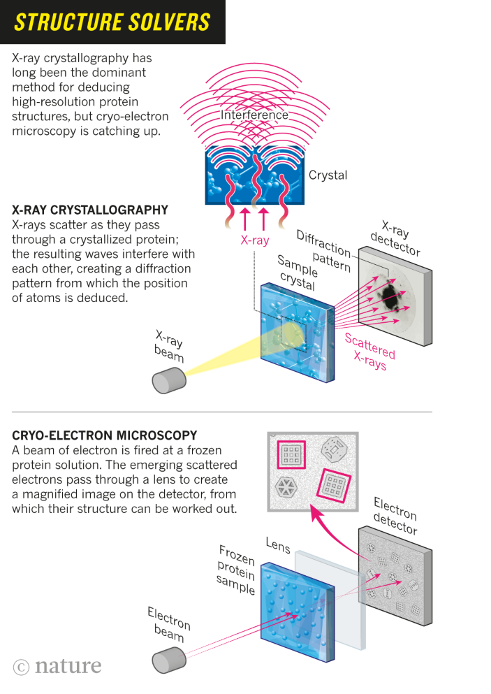 A Ray of Molecular Beauty from Cryo-EM – NIH Director's Blog