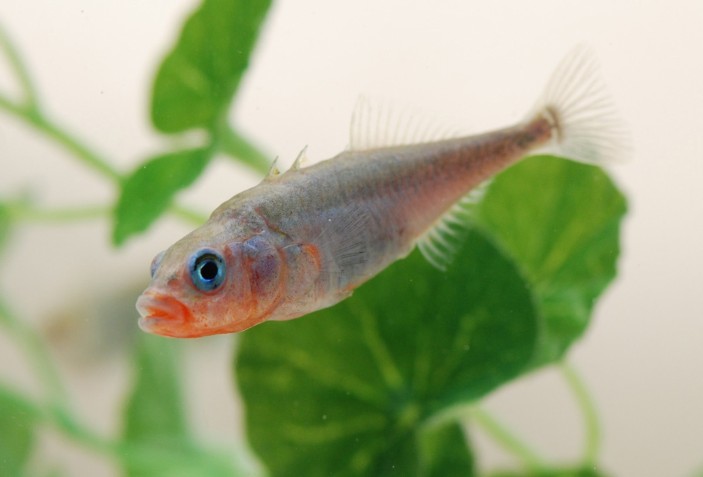 Stickleback genomes reveal path of evolution