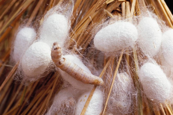 Genetic 'kill switch' eradicates female silkworms for a better crop