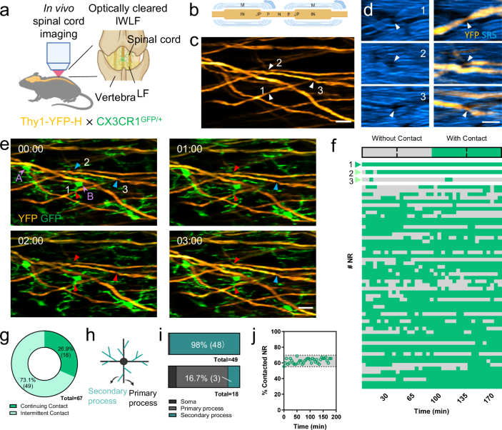 Author Correction In vivo imaging in mouse spinal cord reveals that