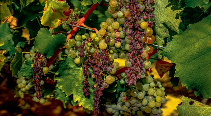 Old crops in new places – Nature