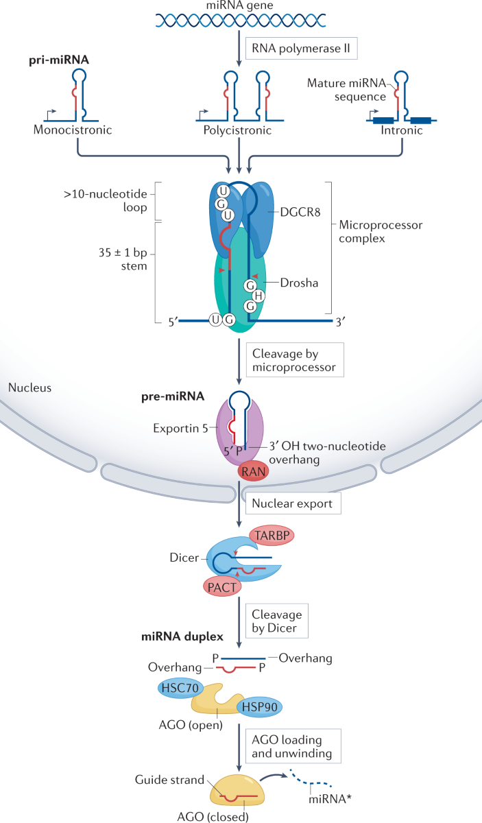 MicroRNA-411 and Its 5′-IsomiR Have Distinct Targets and Functions