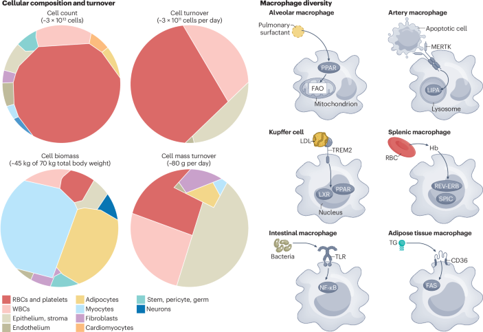 Haematometabolism rewiring in atherosclerotic cardiovascular disease