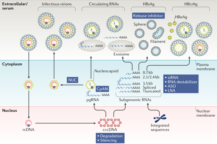 glutathione peroxidase v. the kinetic mechanism The Selenoprotein Glutathione Peroxidase 4: From Molecular Mechanisms to  Novel Therapeutic Opportunities