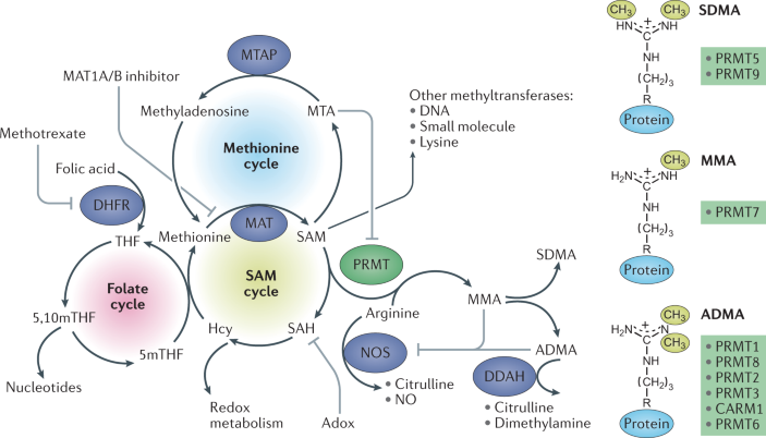 Protein arginine methylation: from enigmatic functions to therapeutic  targeting | Nature Reviews Drug Discovery