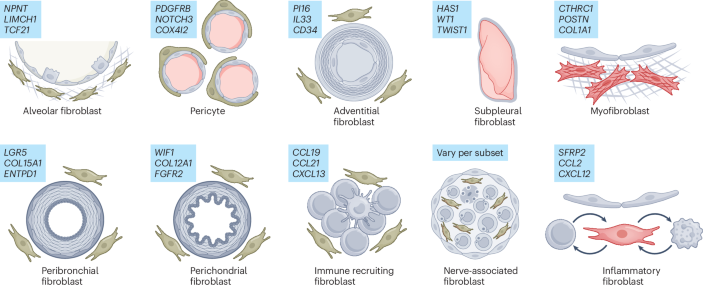 ipamorelin effects fibroblast Chemomechanical remodeling of glucocorticoid-sensitive fibroblasts for multimodal synergistic therapy of skin fibrosis Targeted immunotherapy rescues pulmonary fibrosis