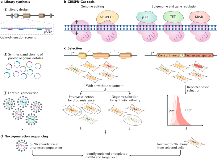 The next generation of CRISPR–Cas technologies and applications | Nature  Reviews Molecular Cell Biology