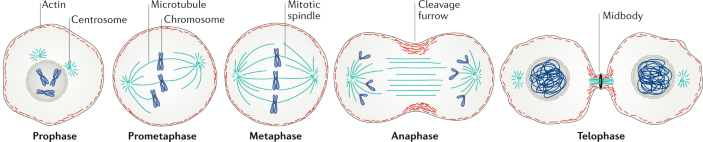 cell membrane in mitosis