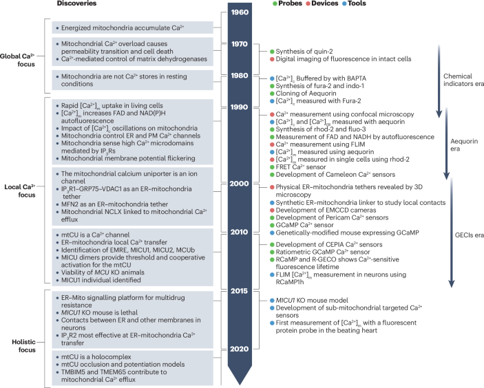 The roles of mitochondria in global and local intracellular calcium ...