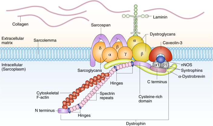 glutathione muscular dystrophy Duchenne awaits gene therapy Exosome-mediated delivery of superoxide Quantity:Pack of 3 toner with glutathione