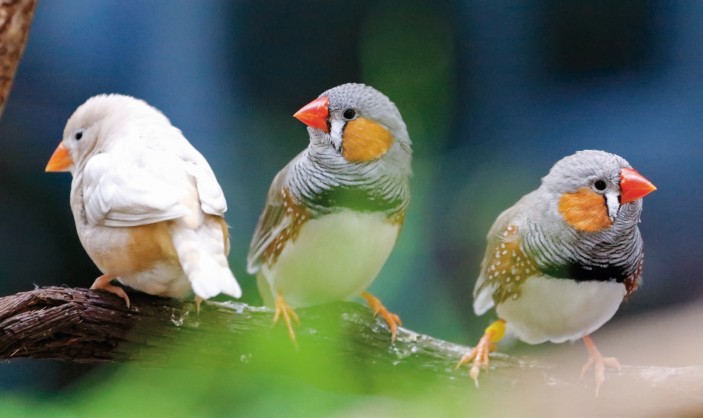 Can Finches Eat Bananas  : Expert Insights Unveiled