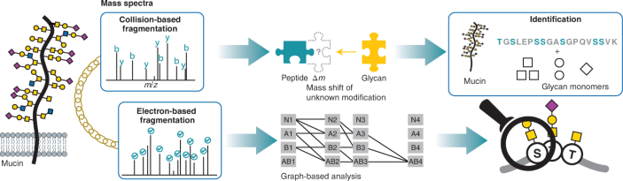 Glycoproteomics  Nature Reviews Methods Primers