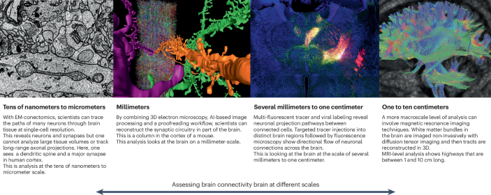 Method of the Year: EM connectomics | Nature Methods