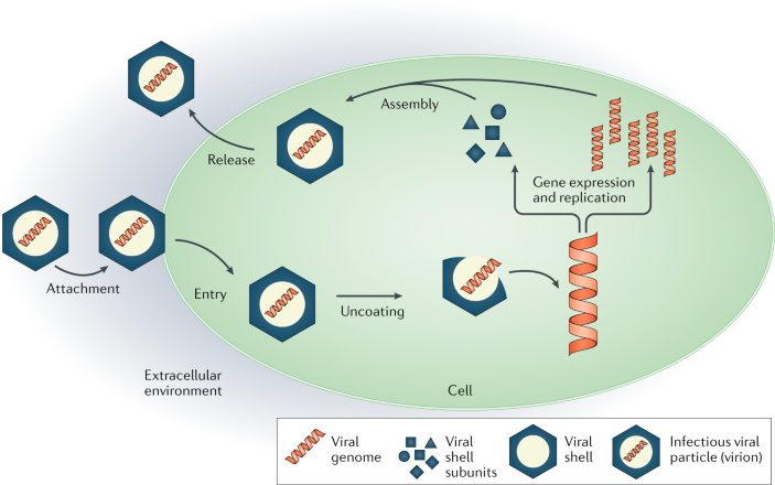 Physics of viral dynamics | Nature Reviews Physics