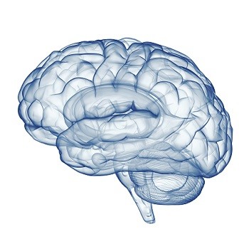 LGNN brain