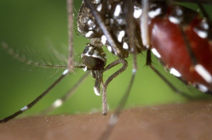 New Content Item © https://pixabay.com/en/mosquito-female-aedes-albopictus-1301764/