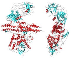 Botulinum toxin