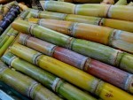 sugarcane © Alpha Stock Images - http://alphastockimages.com/