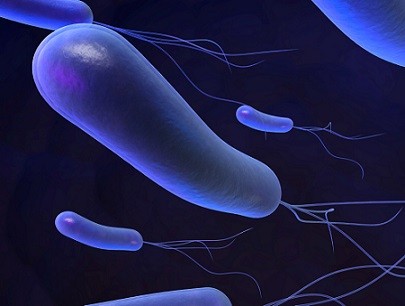 Helicobacter pylori © Sebastian Kaulitzki / Fotolia