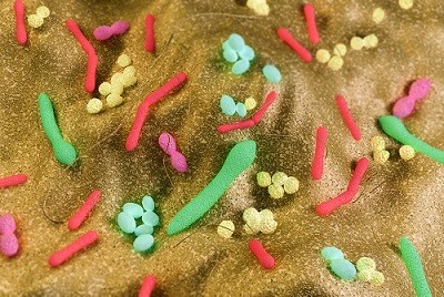 GI microbiota © jamesbenet / iStock