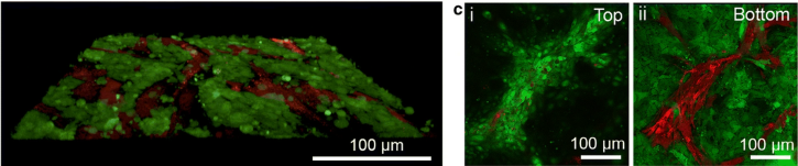 © John J. Jamieson et al., 2019