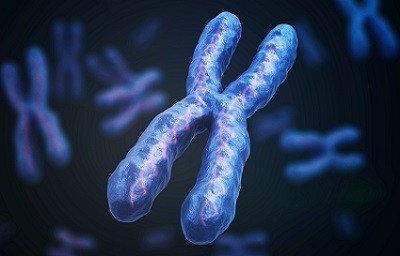 y chromosome