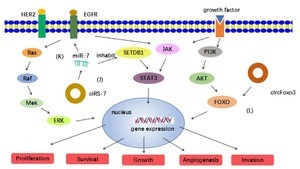 Advances in circular RNAs and their roles in breast cancer image