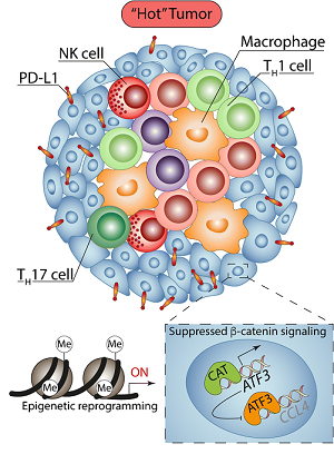 Virchows Archiv Annual Review Issue 2019 Cancer Immunology Inflammation And Tolerance