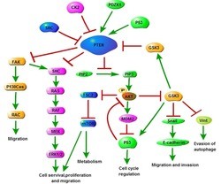 Regulation of PTEN expression by noncoding RNAs