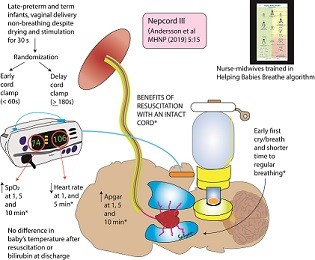 Maternal Health, Neonatology and Perinatology | Home page