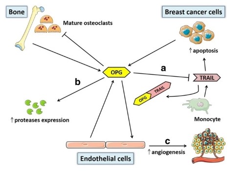 New Content Item New Content Item