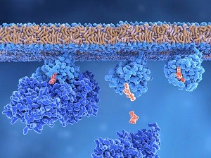 The roles of intrinsically disordered proteins