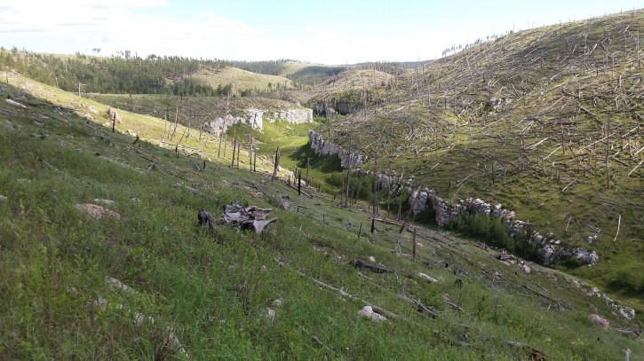 Long-Term Post-Fire Vegetation Recovery