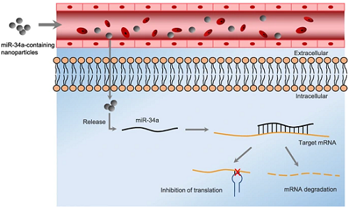 The systemic delivery of miR-34a.