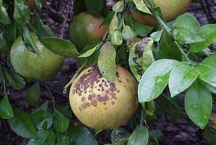 Disease of tree fruit and nut crops