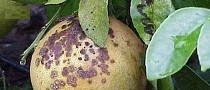 Disease of Tree Fruit and Nut Crops