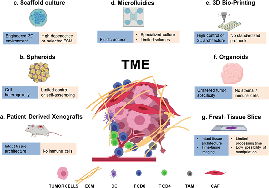 3D models in the new era of immune oncology: focus on T cells, CAF and ECM