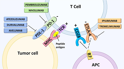 Clinical development of targeted and immune based anti-cancer therapies image