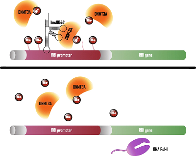 Molecular pattern of lncRNAs in hepatocellular carcinoma image