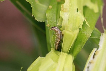 Fall Armyworm. Photo kindly provided by CABI.  © CABI