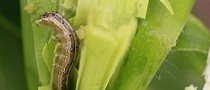 Fall Armyworm. Photo kindly provided by CABI © CABI