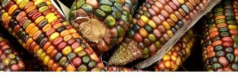 agriRxiv CABI Agriculture and Bioscience © Image by Ulrike Leone from Pixabay agriRxiv CABI Agriculture and Bioscience © Image by Ulrike Leone from Pixabay