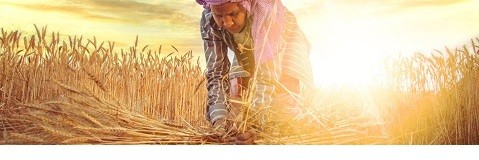 About CABI About CABI
