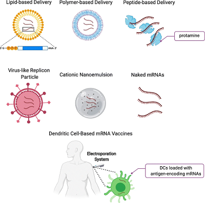 Mrna Therapies And Mrna Vaccines In Cancer