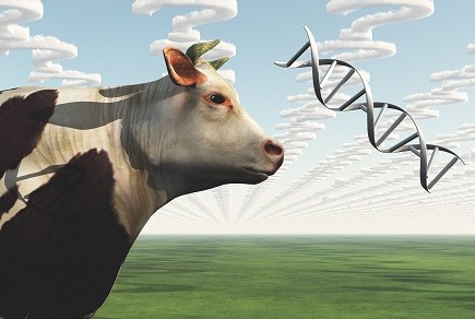 Improvements in animal agriculture through gene editing © rolffimages / Fotolia