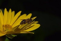 Night pollination