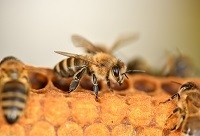 Bee foraging and flower handling behaviour