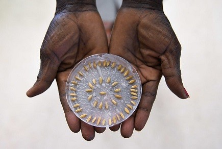 The Value of Genebanks on Farms in Developing Agriculture © Photo credit: Neil Palmer/CGIAR Genebank Platform