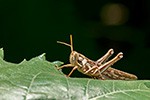 Picture of a cricket on a leave. © © banjongseal324